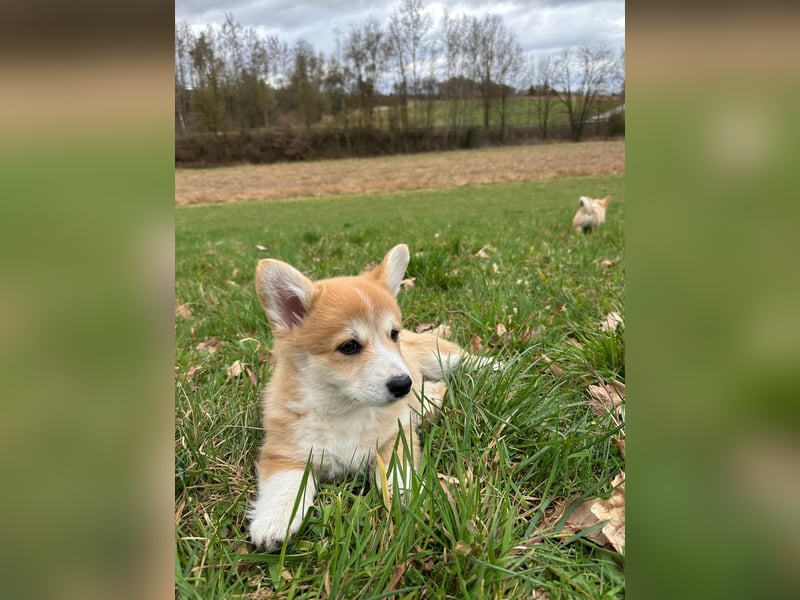 Zauberhafte reinrassige Welsh Corgi Pembroke Welpen suchen ein Zuhause für Immer