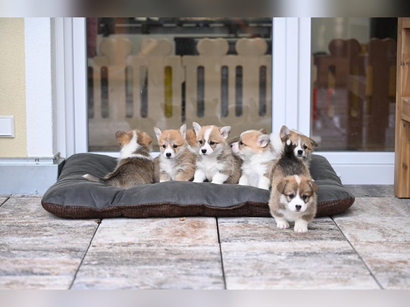 Zauberhafte reinrassige Welsh Corgi Pembroke Welpen suchen ein Zuhause für Immer