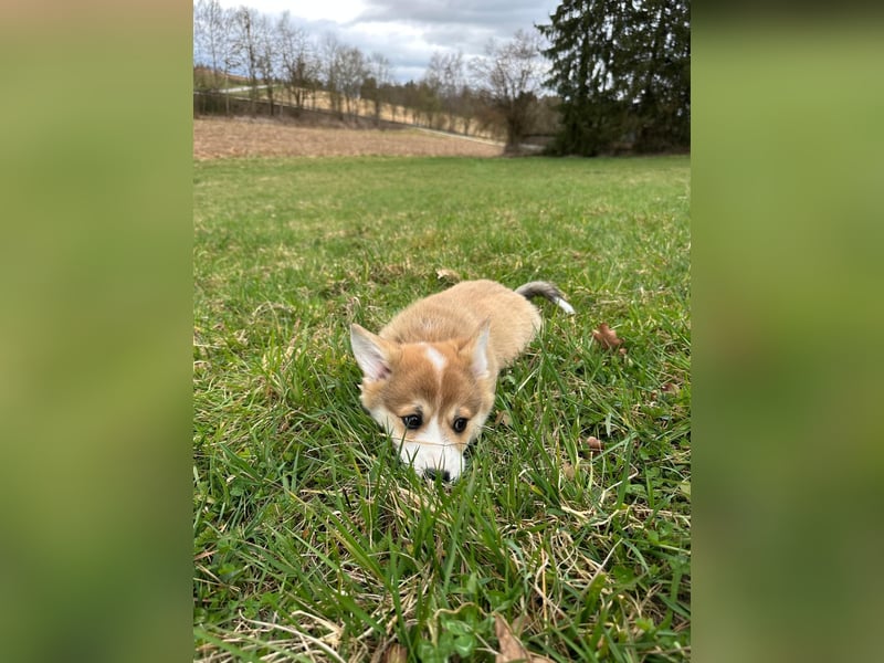 Zauberhafte reinrassige Welsh Corgi Pembroke Welpen suchen ein Zuhause für Immer
