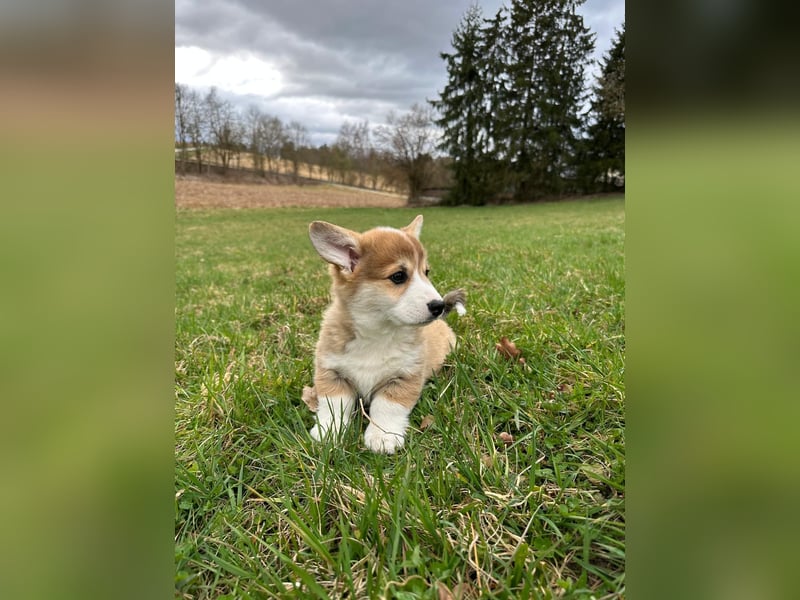 Zauberhafte reinrassige Welsh Corgi Pembroke Welpen suchen ein Zuhause für Immer