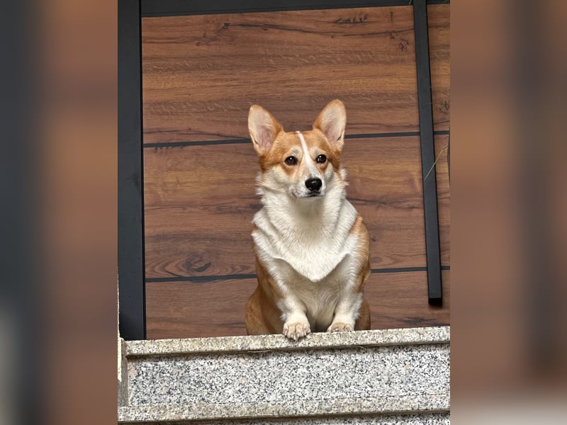 Zauberhafte reinrassige Welsh Corgi Pembroke Welpen suchen ein Zuhause für Immer
