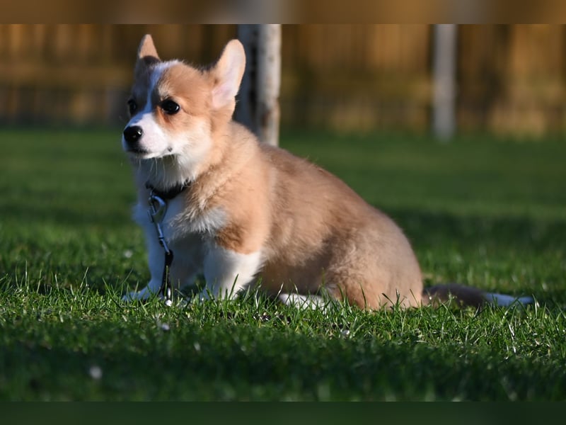 Welsh Corgi Pembroke Welpen mit Ahnentafel
