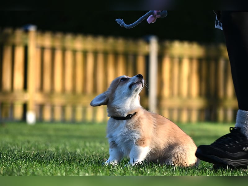 Welsh Corgi Pembroke Welpen mit Ahnentafel