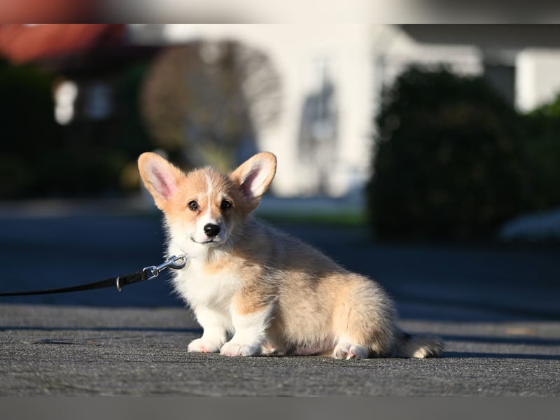 Welsh Corgi Pembroke Welpen mit Ahnentafel
