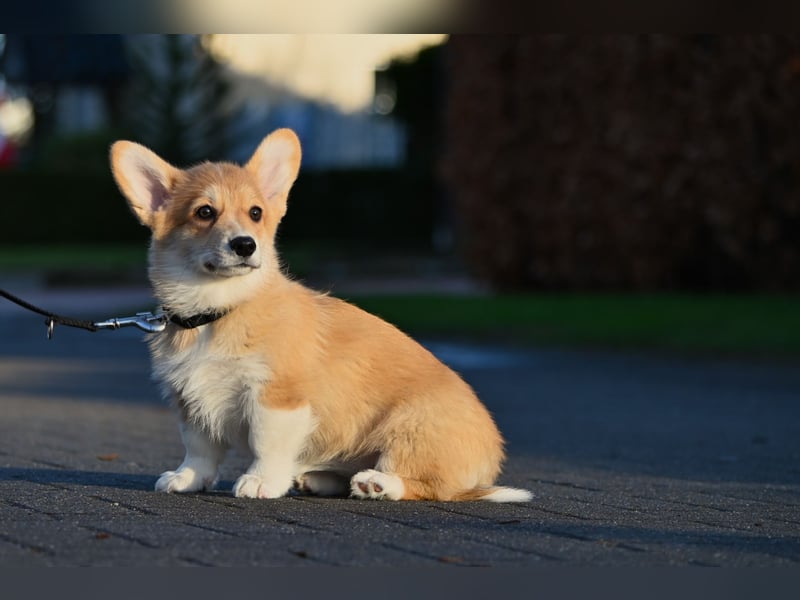 Welsh Corgi Pembroke Welpen mit Ahnentafel