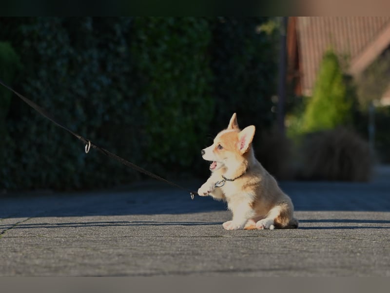 Welsh Corgi Pembroke Welpen mit Ahnentafel