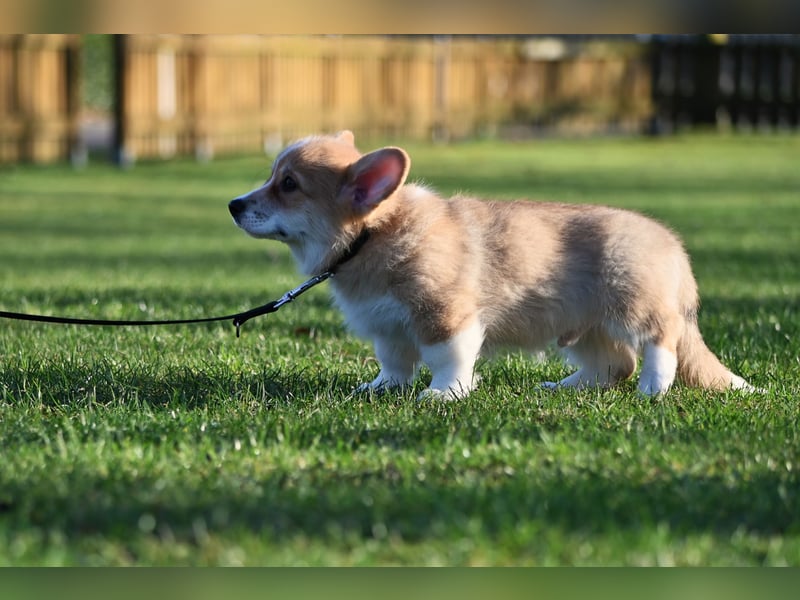 Welsh Corgi Pembroke Welpen mit Ahnentafel
