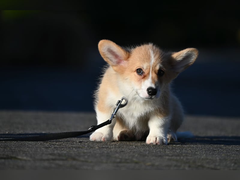 Welsh Corgi Pembroke Welpen mit Ahnentafel