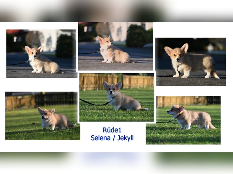 Welsh Corgi Pembroke Welpen mit Ahnentafel
