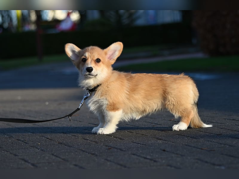 Welsh Corgi Pembroke Welpen mit Ahnentafel