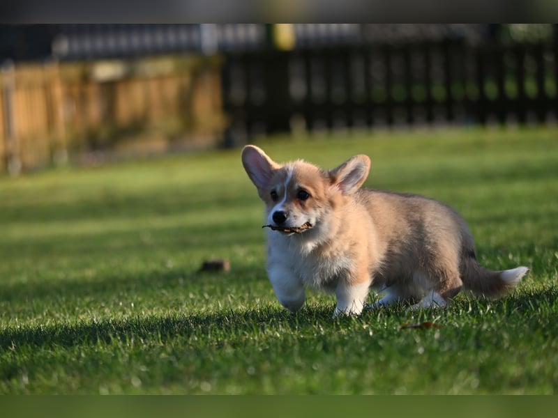 Welsh Corgi Pembroke Welpen mit Ahnentafel