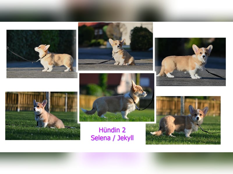 Welsh Corgi Pembroke Welpen mit Ahnentafel