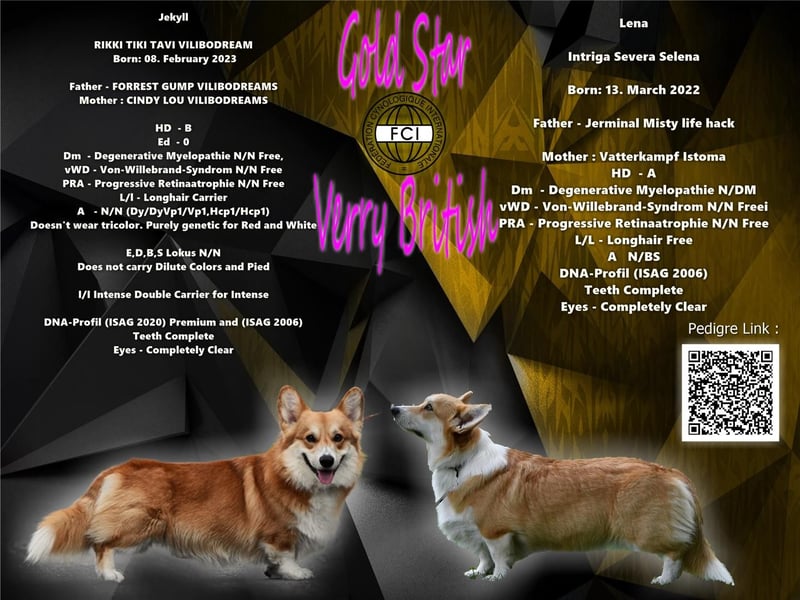 Welsh Corgi Pembroke Welpen mit Ahnentafel