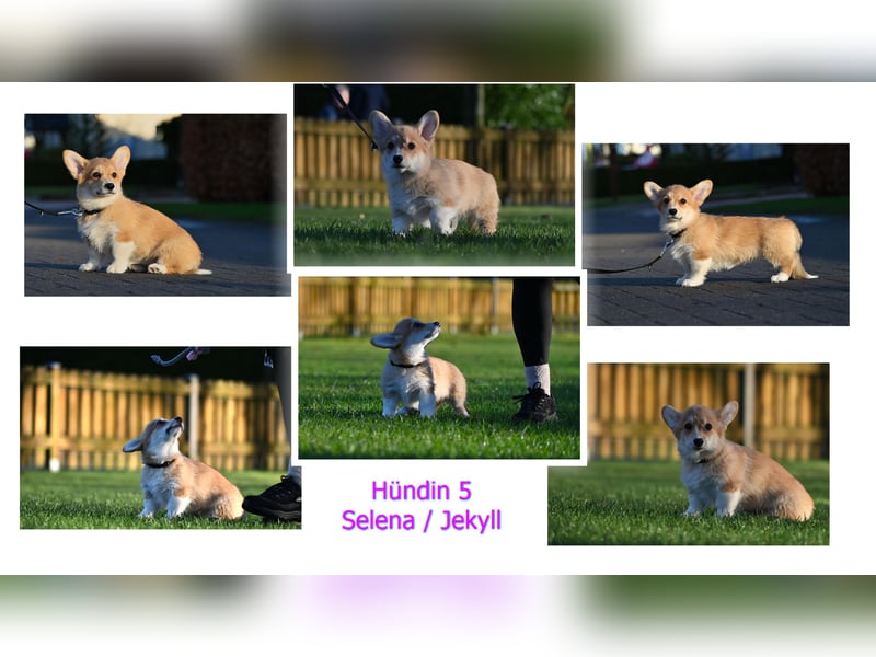 Welsh Corgi Pembroke Welpen mit Ahnentafel