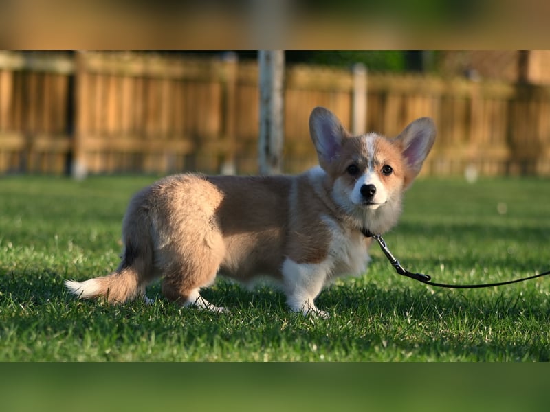 Welsh Corgi Pembroke Welpen mit Ahnentafel