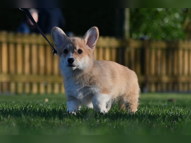 Welsh Corgi Pembroke Welpen mit Ahnentafel