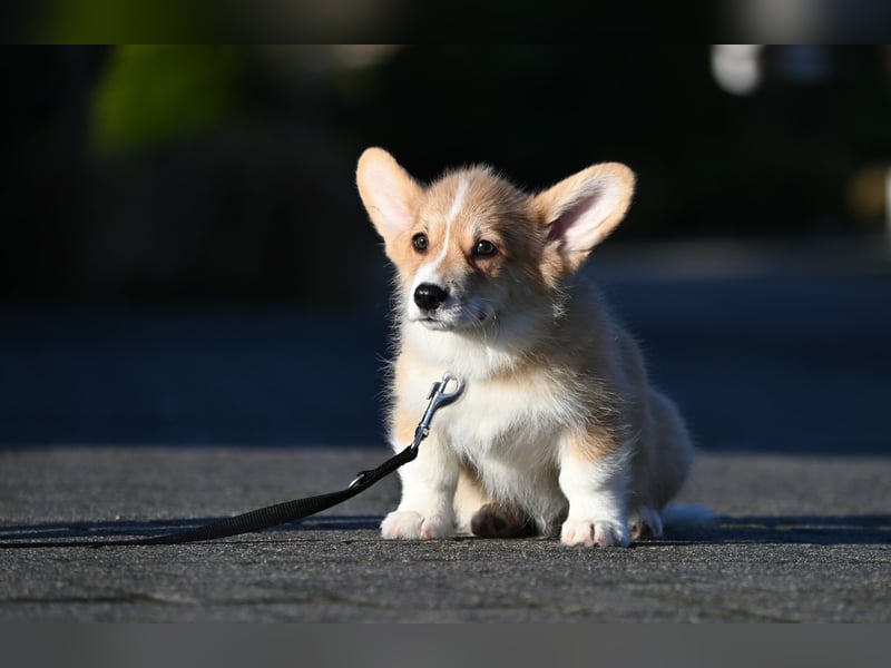 Welsh Corgi Pembroke Welpen mit Ahnentafel