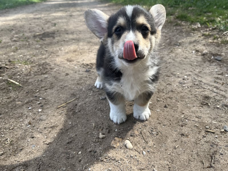Welsh Corgi Pembroke Welpen mit Papieren