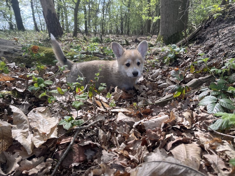Welsh Corgi Pembroke Welpen mit Papieren