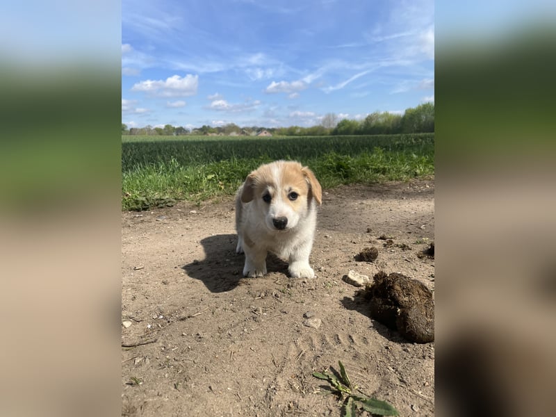 Welsh Corgi Pembroke Welpen mit Papieren