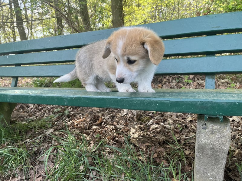 Welsh Corgi Pembroke Welpen mit Papieren