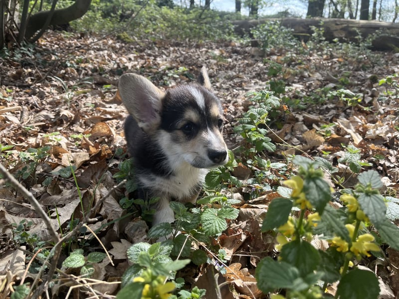 Welsh Corgi Pembroke Welpen mit Papieren