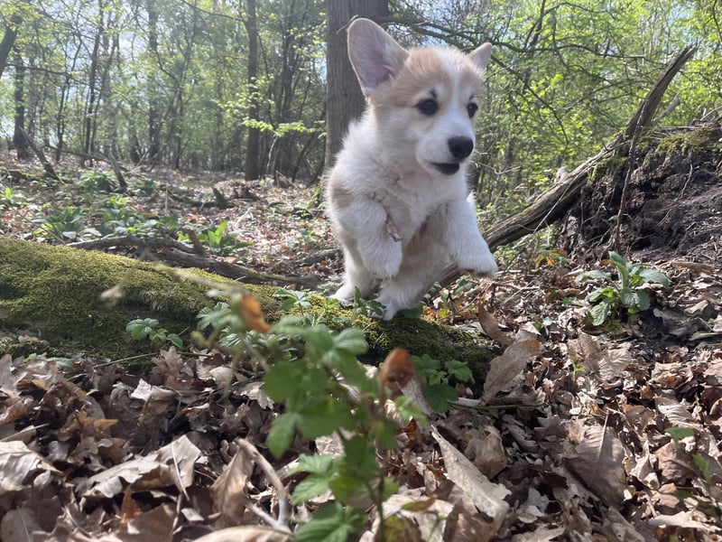 Welsh Corgi Pembroke Welpen mit Papieren