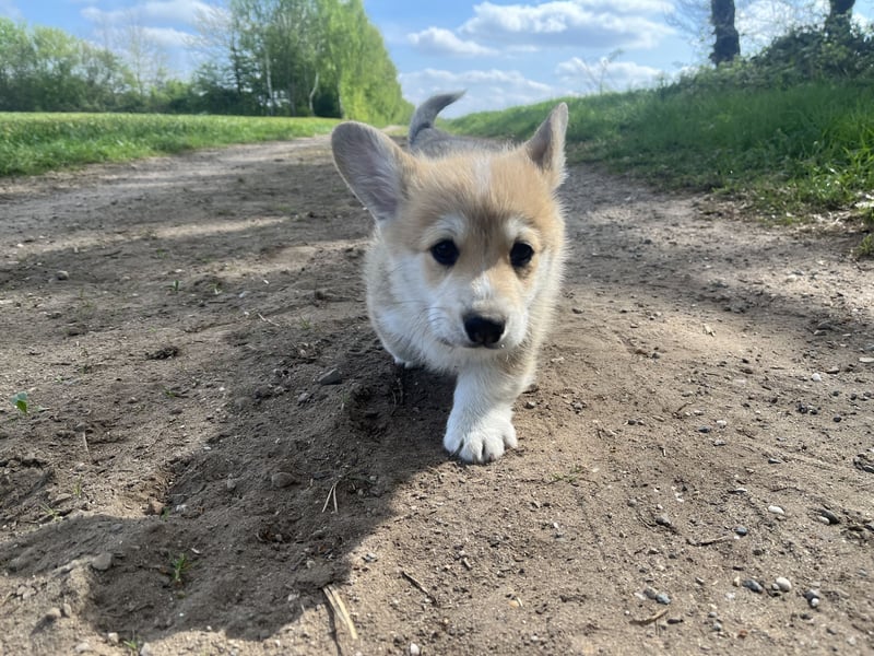 Welsh Corgi Pembroke Welpen mit Papieren