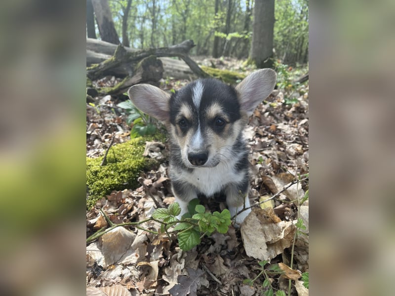 Welsh Corgi Pembroke Welpen mit Papieren