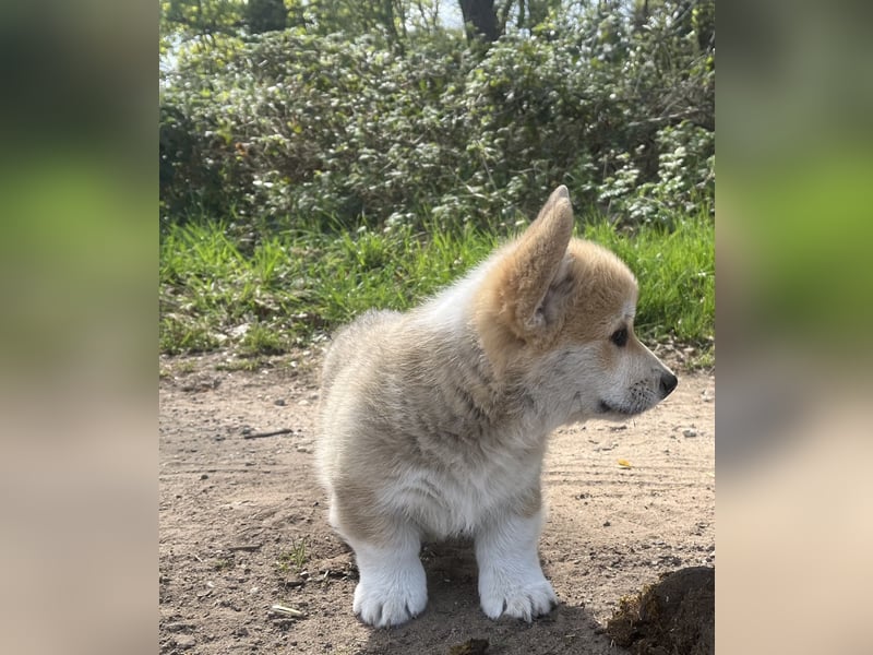Welsh Corgi Pembroke Welpen mit Papieren