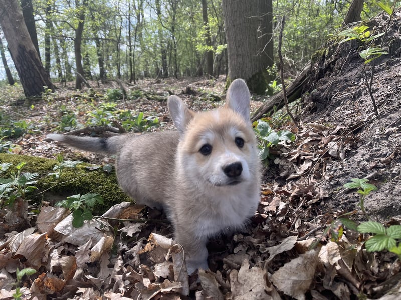 Welsh Corgi Pembroke Welpen mit Papieren