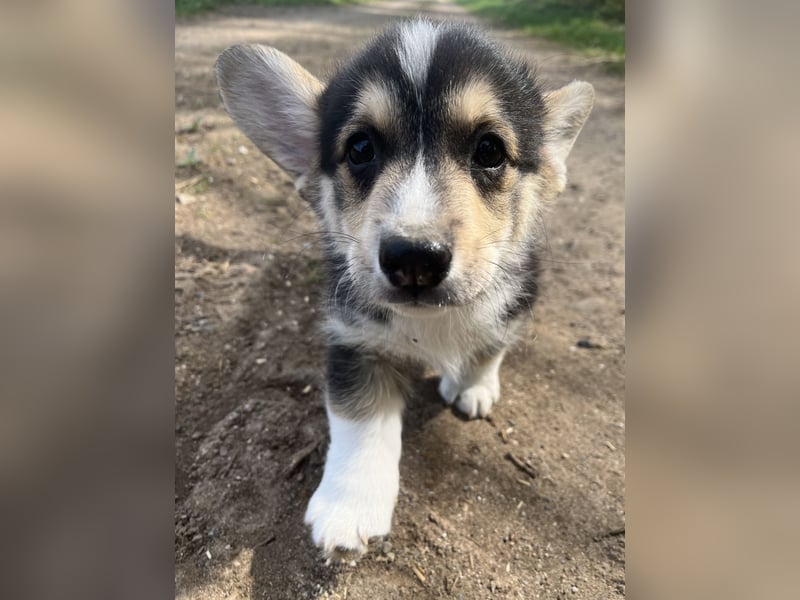 Welsh Corgi Pembroke Welpen mit Papieren