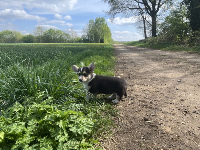 Welsh Corgi Pembroke Welpen mit Papieren