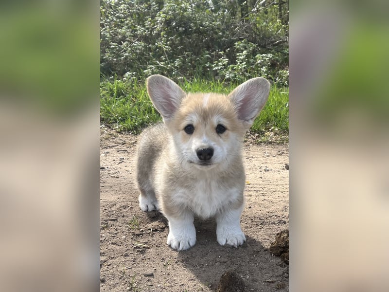 Welsh Corgi Pembroke Welpen mit Papieren