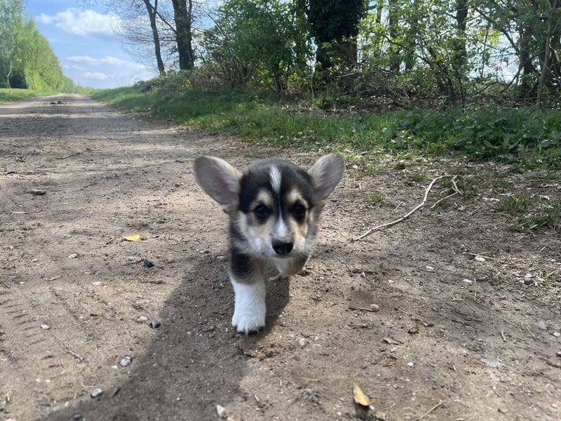 Welsh Corgi Pembroke Welpen mit Papieren