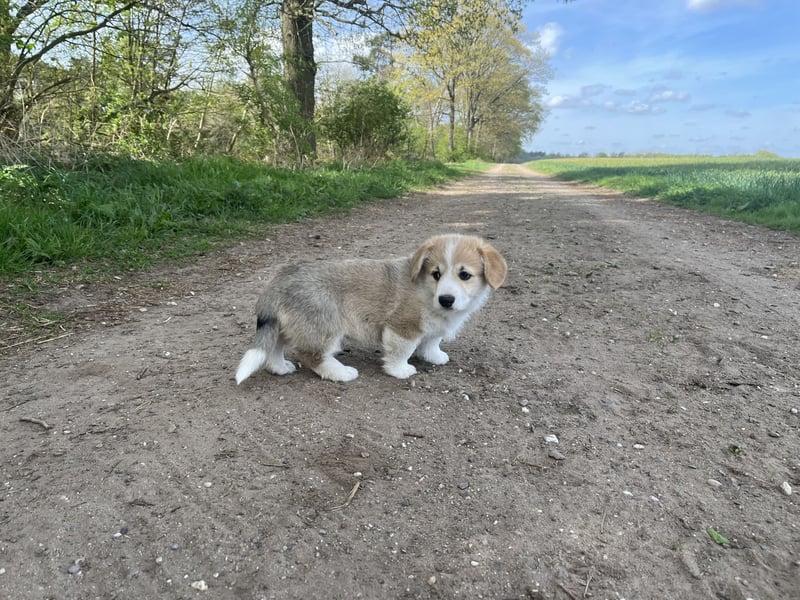 Welsh Corgi Pembroke Welpen mit Papieren