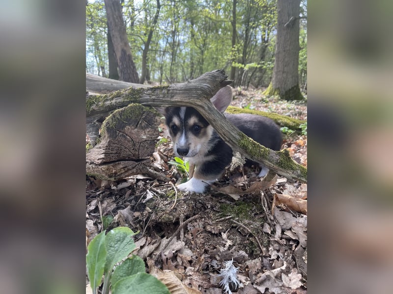 Welsh Corgi Pembroke Welpen mit Papieren