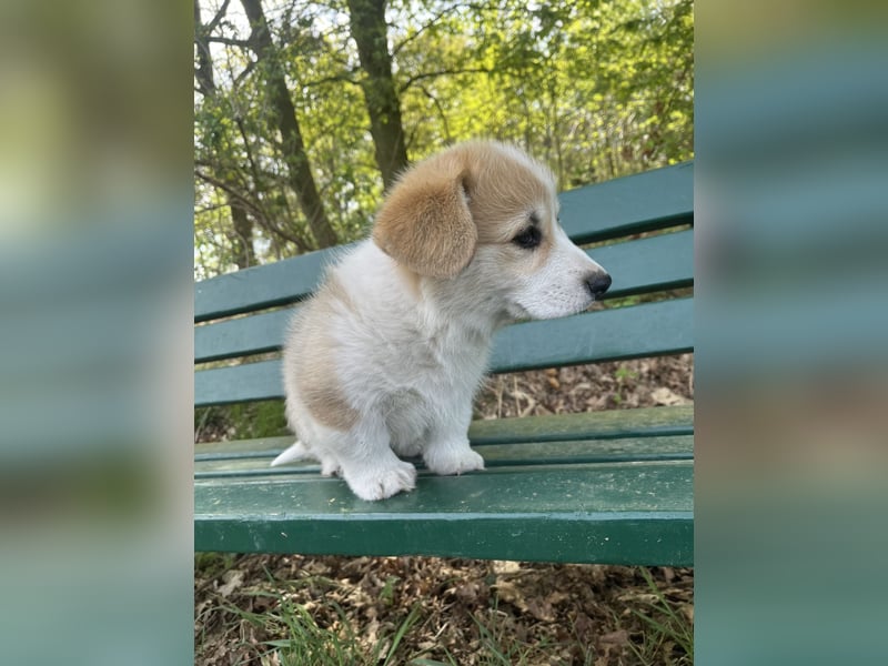 Welsh Corgi Pembroke Welpen mit Papieren