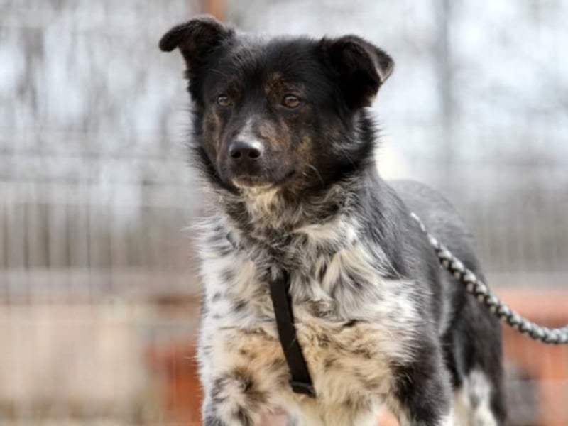 ●PIXEL● [ 2 Jahre, 35cm, Corgi-Mix ]