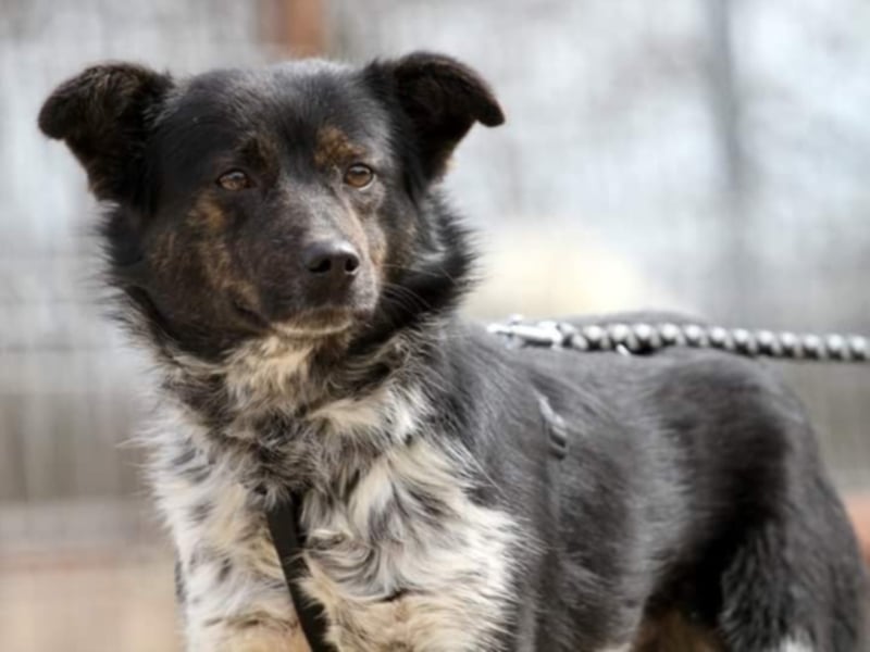 ●PIXEL● [ 2 Jahre, 35cm, Corgi-Mix ]