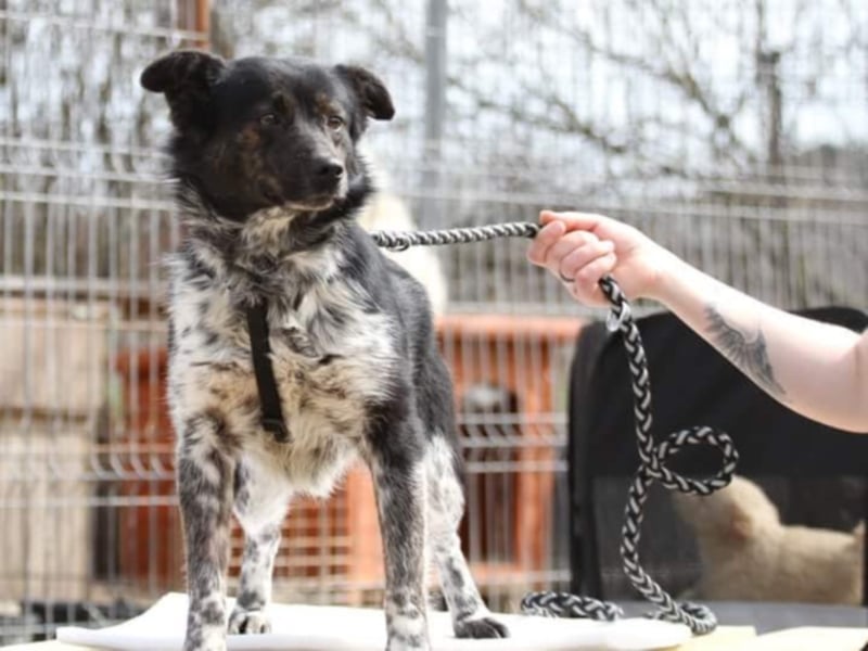 ●PIXEL● [ 2 Jahre, 35cm, Corgi-Mix ]