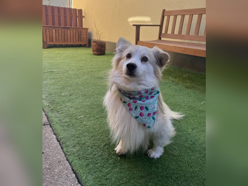 Joey, freundlicher aufgeschlossener Corgi Mischling geb. 2022