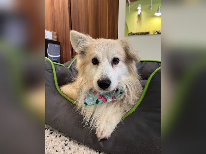 Joey, freundlicher aufgeschlossener Corgi Mischling geb. 2022