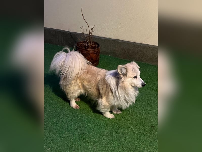 Joey, freundlicher aufgeschlossener Corgi Mischling geb. 2022
