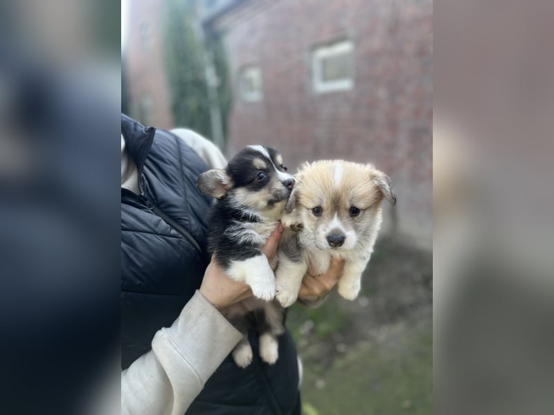 Welsh Corgi Pembroke Welpen