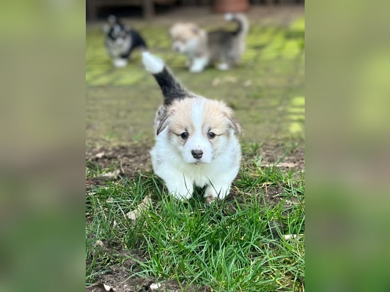 Welsh Corgi Pembroke Welpen