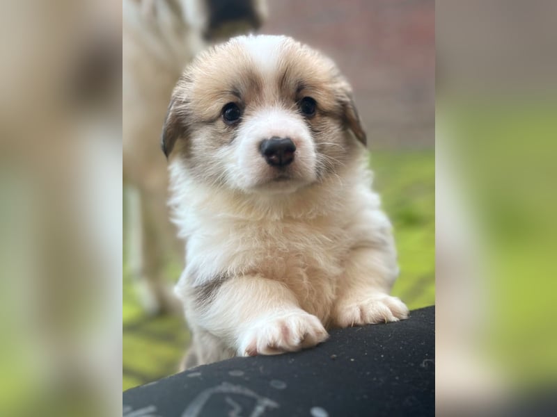 Welsh Corgi Pembroke Welpen