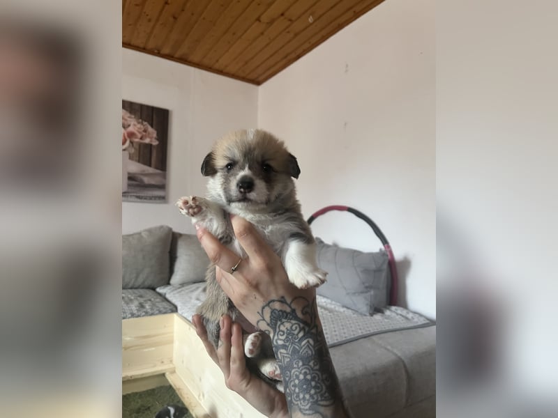 Bandit of Little Royals
