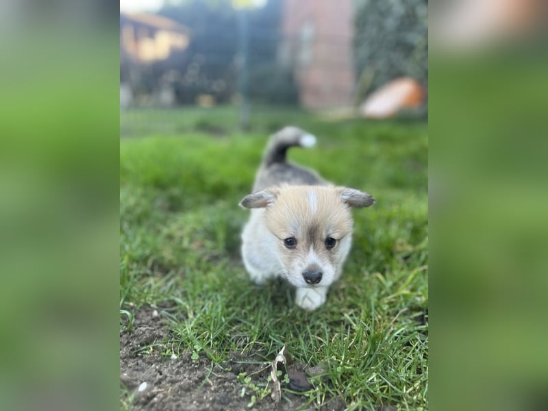 Welsh Corgi Pembroke Welpen