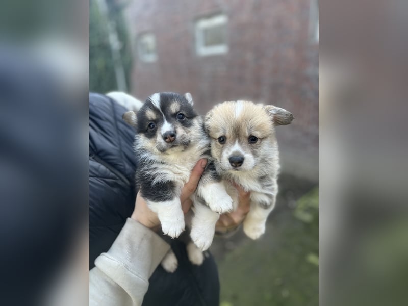 Welsh Corgi Pembroke Welpen